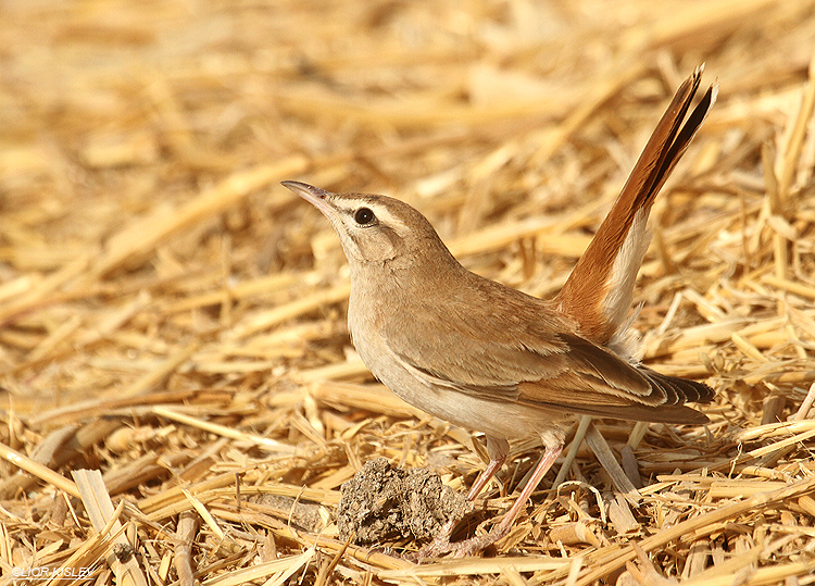 Rufous Bush Robin  Cercotrichas galactotes  ,Kibbutz Ketura, Arava valley, Israel.28-04-12.  Lior Kislev